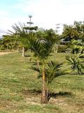 acaí, acaizeiro ، cabbage palm, cansin, chonta ، panan ، wapoe